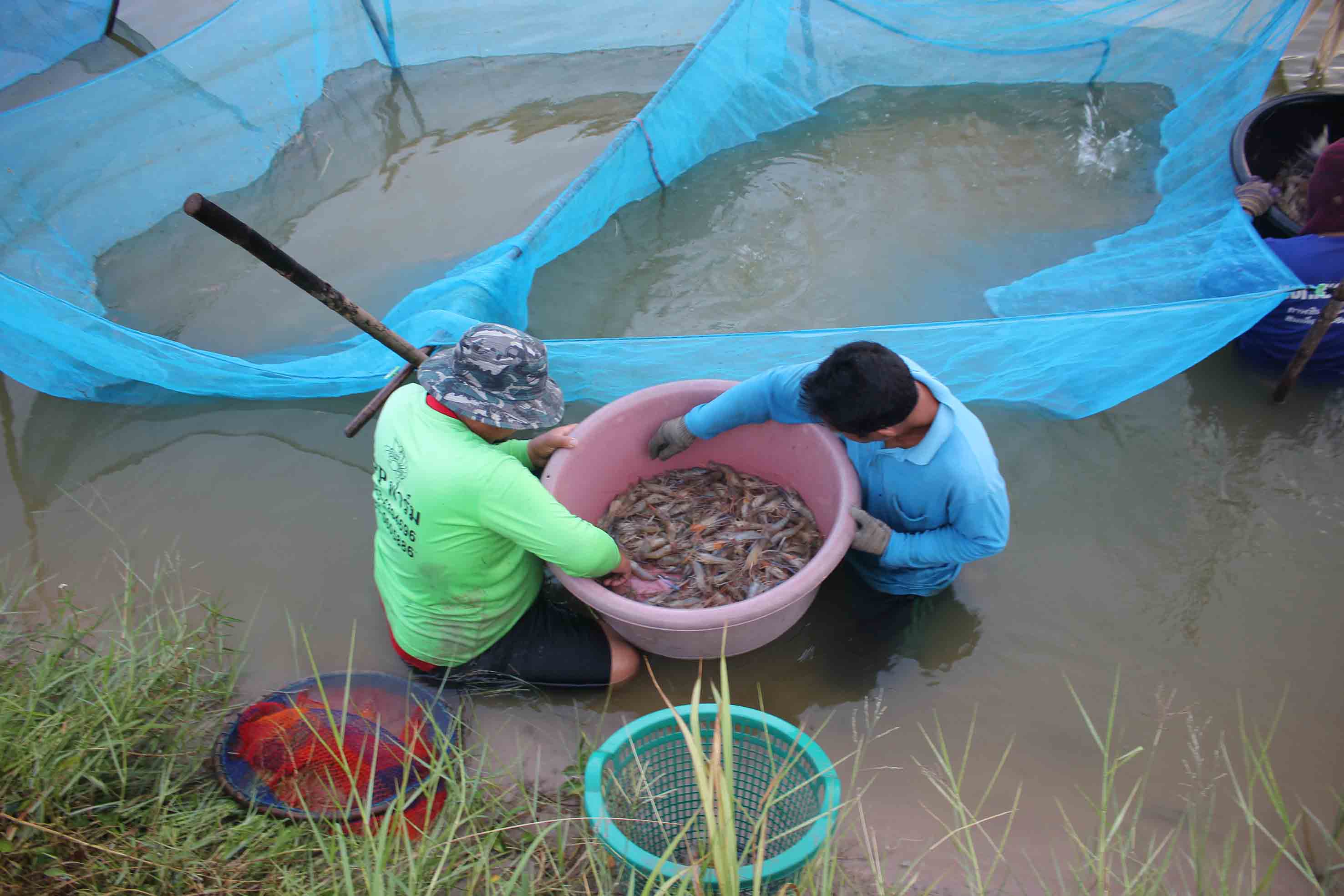 กาฬสินธุ์เกษตรกร พร้อมเสิร์ฟกุ้งก้ามกรามรับมาตรการปลดล็อกร้านอาหาร