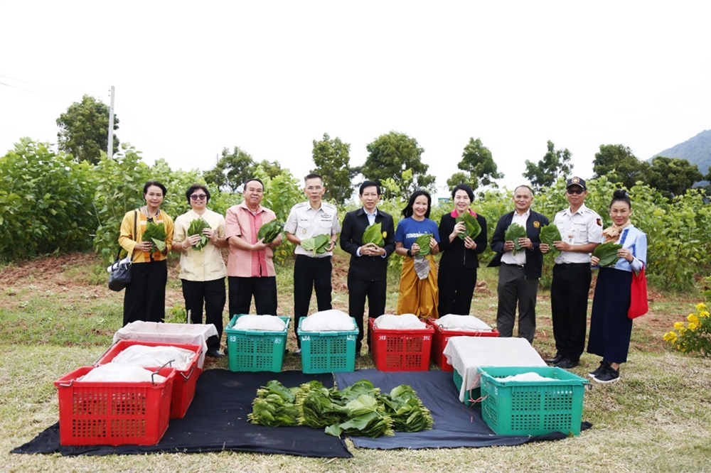 อธิบดีกรมหม่อนไหม เดินหน้าส่งเสริมปลูกหม่อนเลี้ยงไหมในทัณฑสถานเกษตรอุตสาหกรรมเขาพริก 