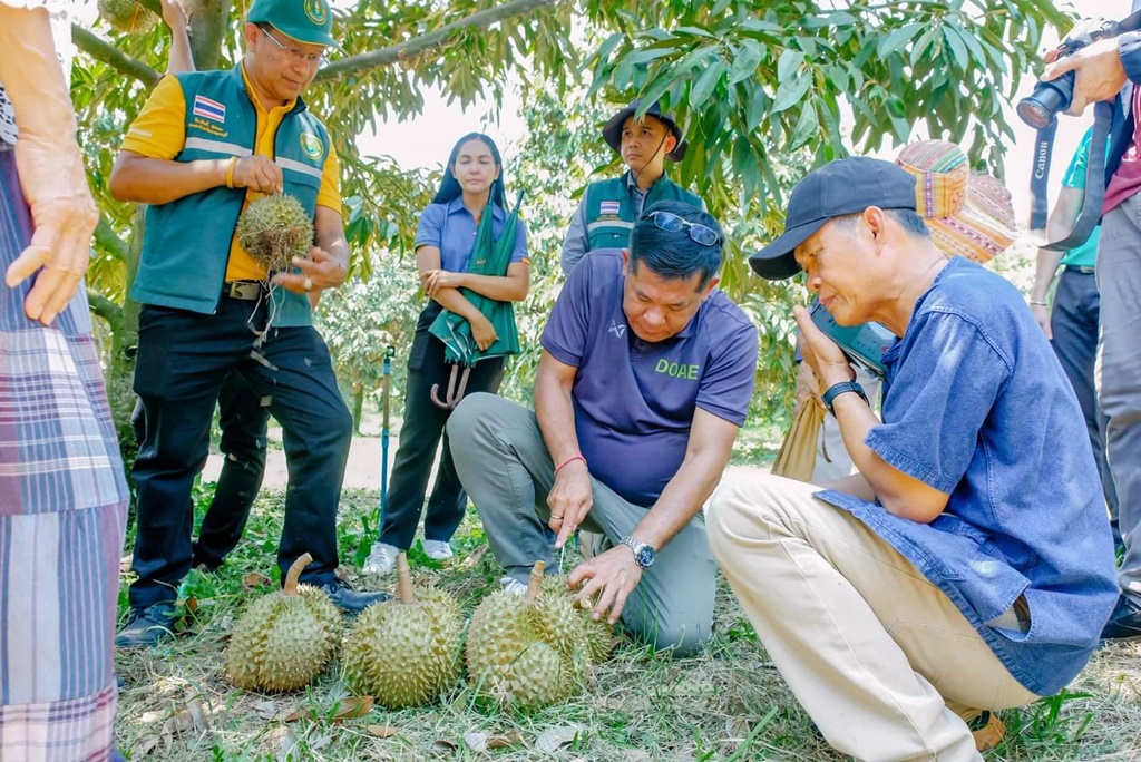 รุกพัฒนาคุณภาพแปลงใหญ่ทุเรียนทองผาภูมิ ดันส่งออก 500 ตันไปจีน