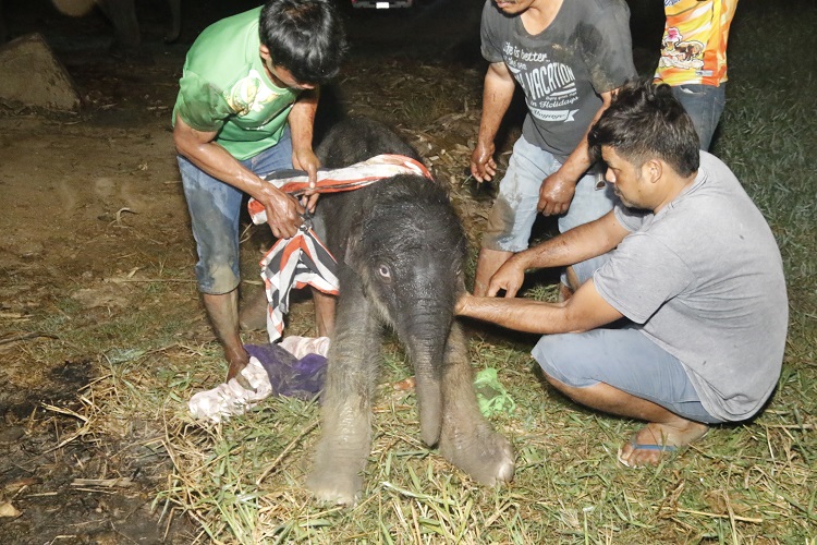 วินาทีลูกช้างลำดับที่ 105 ลืมตาดูโลก จัดพิธีรับขวัญยิ่งใหญ่