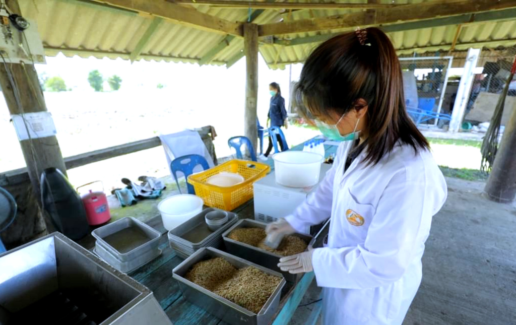 ศูนย์เมล็ดพันธุ์ข้าวพะเยา ส่งเสริมและผลิตเมล็ดพันธุ์ข้าวที่ทุกสถาบันยอมรับ