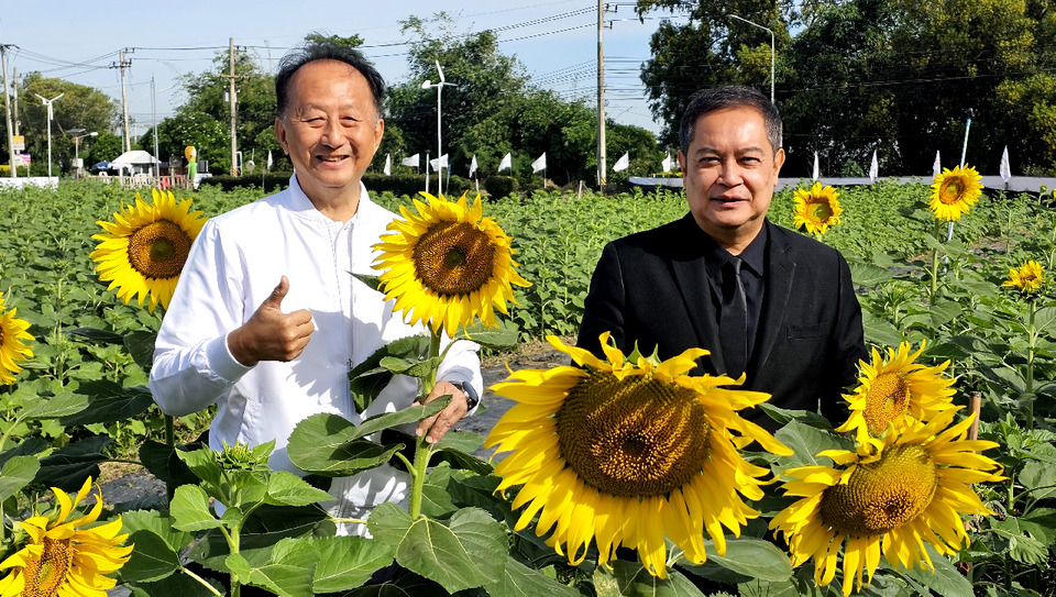 ซีพีแรมชวนเช็กอินทุ่งทานตะวันบานสะพรั่ง รับลมหนาว เสริมเศรษฐกิจฐานรากยั่งยืน