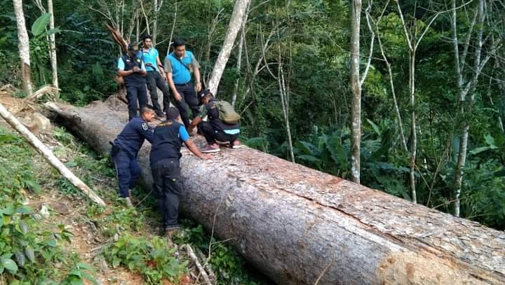 สำนักป้องกันรักษาป่าและควบคุมไฟป่าฯลงพื้นที่ตรวจสอบหลังปชช.ร้องเรียนการลักลอบทำไม้หวงห้ามขนาดใหญ่ในพื้นที่ป่าอำเภอวิภาวดี