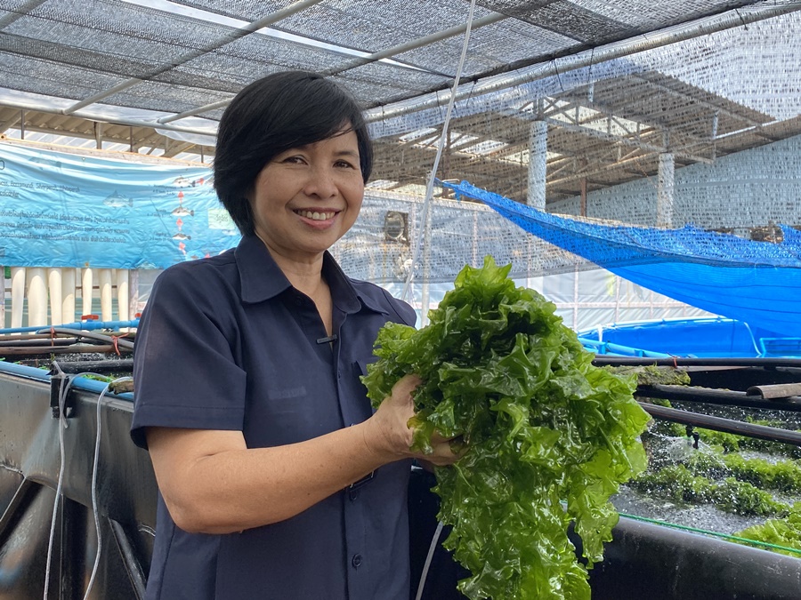 ศูนย์ศึกษาอ่าวคุ้งกระเบนฯพัฒนาสาหร่ายผักกาดทะเลสู่ผลิตภัณฑ์อาหาร