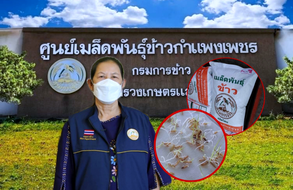 ภารกิจพี่เลี้ยง ส่งเสริม "เกษตรแบบแปลงใหญ่" ของศูนย์เมล็ดพันธุ์ข้าวกำแพงเพชร