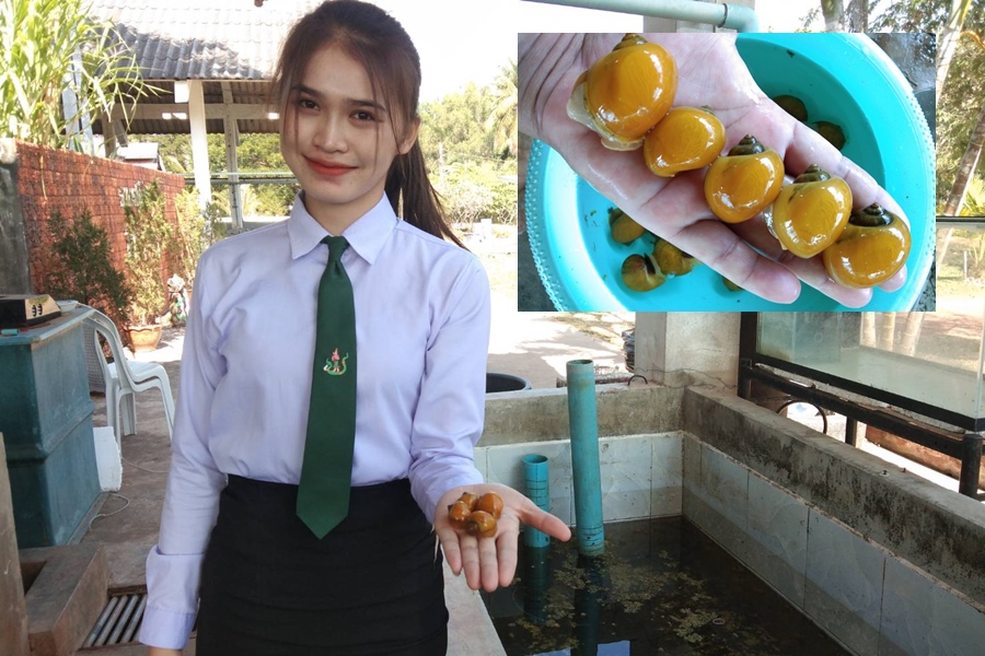 เด็กเก่งนศ.วิทยาลัยเกษตรฯอุดร เพาะหอยสีทองเลี้ยงแล้วรวย ส่งขายทั่วไทย 