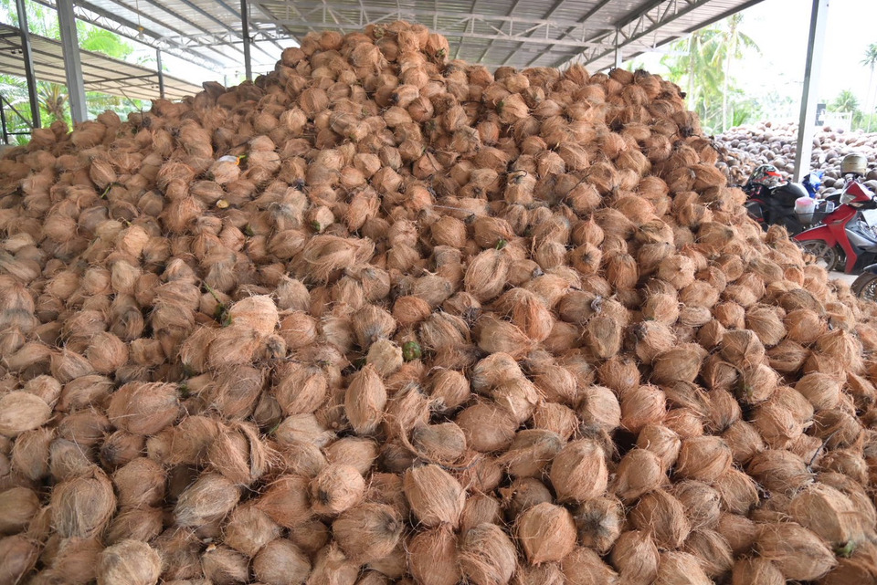 ข่าวดีชาวสวนมะพร้าว พาณิชย์เดินหน้าดึงผปก.รายใหญ่ ซื้อเพิ่มมะพร้าวแกง–เนื้อมะพร้าว พยุงราคาหน้าสวน