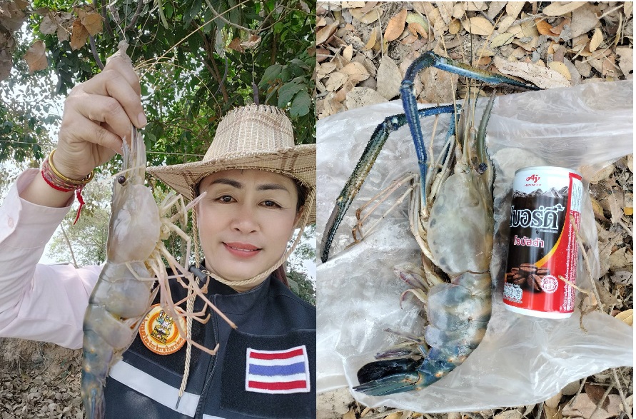 เฮลั่น!!ชาวบ้านผือโชว์กุ้งก้ามกราม 3 ตัว1 กก.ผลงานอบจ.ร่วมกับประมงอุดรธานี