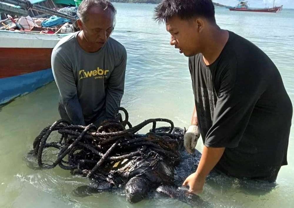 ระส่ำชีวิตสัตว์ทะเล! ชาวประมงช่วยเต่าขนาดใหญ่ติดซากอวน ปนคราบน้ำมันหวิดดับ 