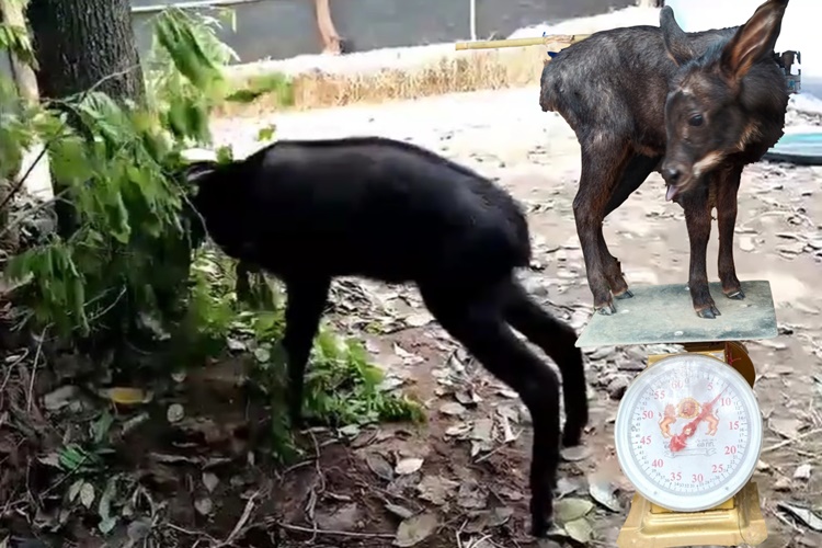  โมเมนต์น่ารัก'น้องขุนไกร'เลียงผาซุปตาร์