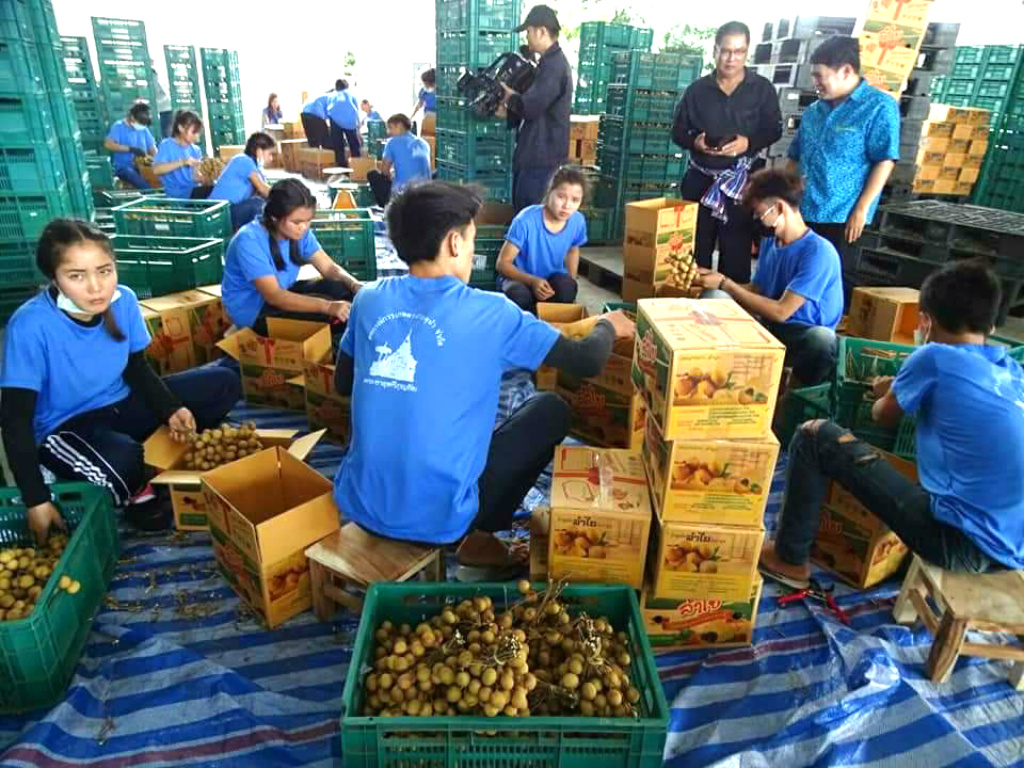 Fruit Board เล็งชง ครม. ของบฯ 3 พันล้าน เยียวยาชาวสวนลำไย