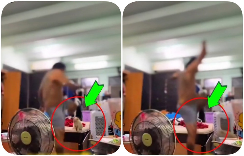 โซเชียลถล่มยับ! “ชายใจทมิฬ”อัดคลิปเตะแมวจนตกเตียง พร้อมขู่ฆ่า “ให้ตายทุกตัว”