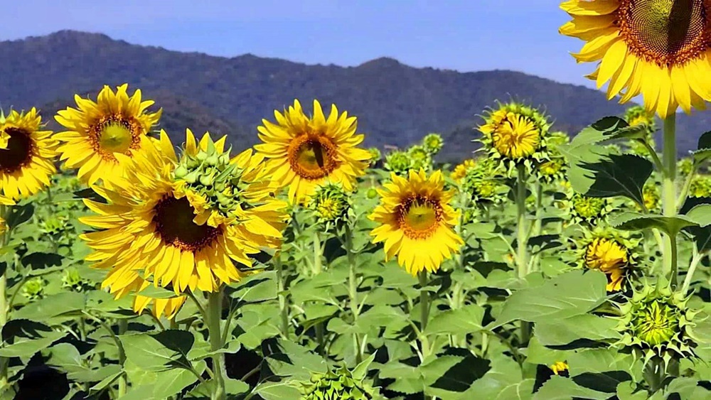 ทานตะวันบานแล้ว พร้อมรับ นทท.ช่วงวันหยุดพิเศษ 