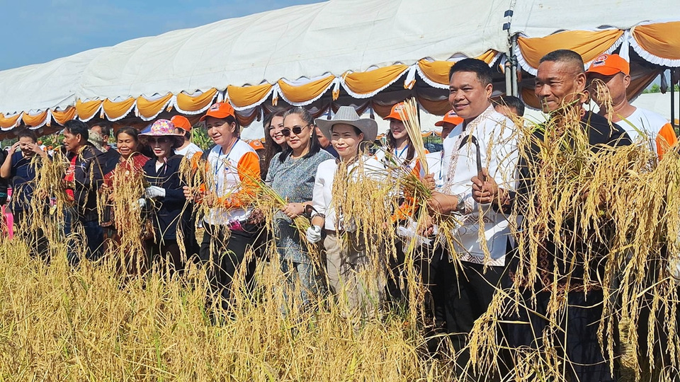 กาฬสินธุ์ร่วมลงแขกเกี่ยวข้าววันพ่อ จิตอาสากว่า 800 คนสืบสานวิถีเกษตรไทย–น้อมรำลึก ร.9