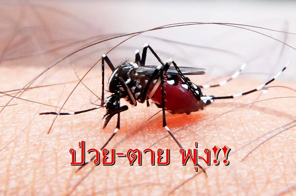 "ไข้เลือดออก" ป่วยพุ่ง 6,156 ราย ตาย 4 ราย สูงกว่าปีก่อน 6.6 เท่า