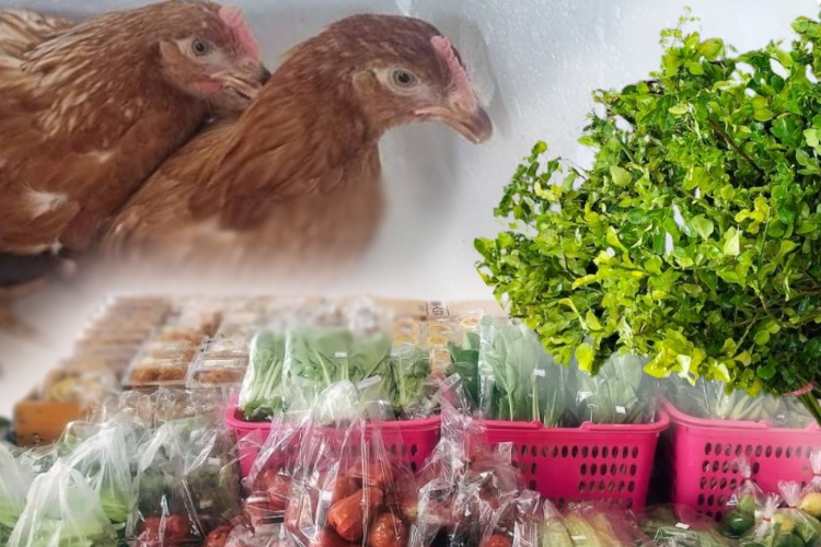 ปลูก”มะกรูดตัดใบ-เลี้ยงไก่ไข่” เสริมรายได้ ชุบชีวิตชาวนาสมาชิกสหกรณ์ฯโพธาราม จก.