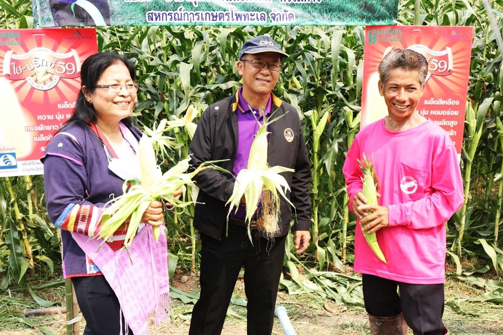 ชาวสหกรณ์พิจิตร หันปลูกข้าวโพดหวาน-พริกซอส สร้างรายได้เฉียดหมื่นบาทต่อไร่