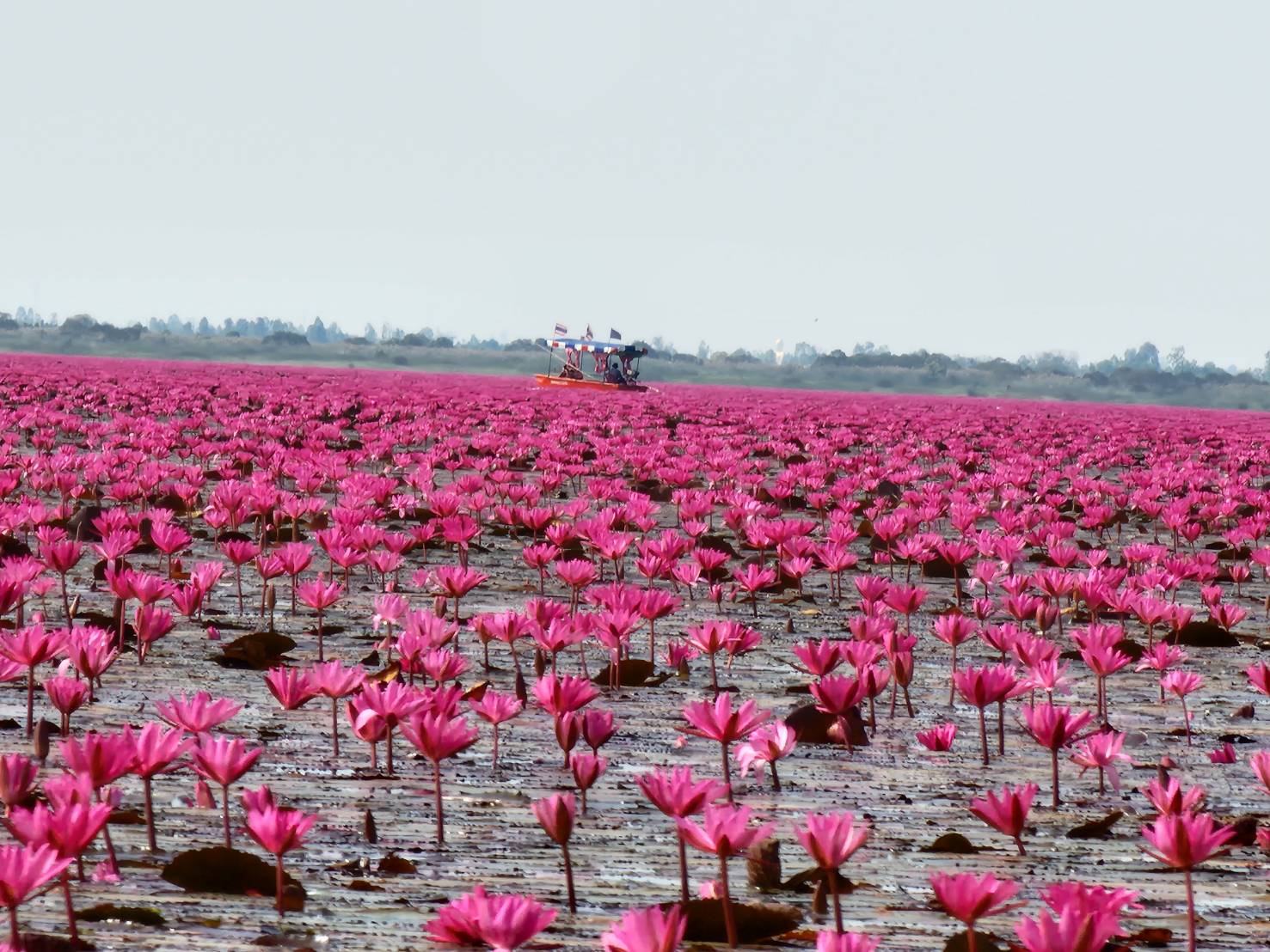 ทะเลบัวแดงสุดคึกคักรับนักท่องเที่ยวช่วงเทศกาลปีใหม่ที่หนองหานกุมภวาปี 