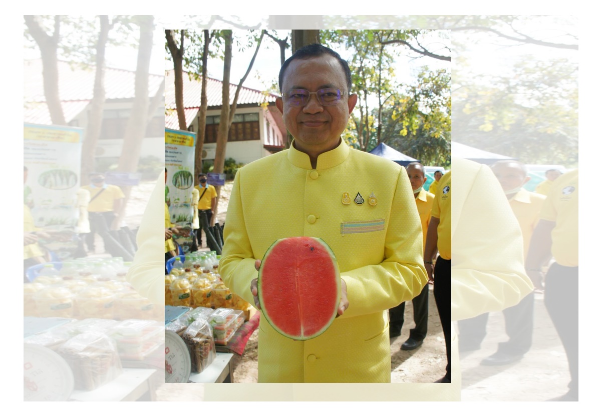 พ่อเมืองยโสธรเดินหน้าส่งเสริมเกษตรกรปลูกแตงโมอินทรีย์หลังฤดูกาลเก็บเกี่ยวข้าว