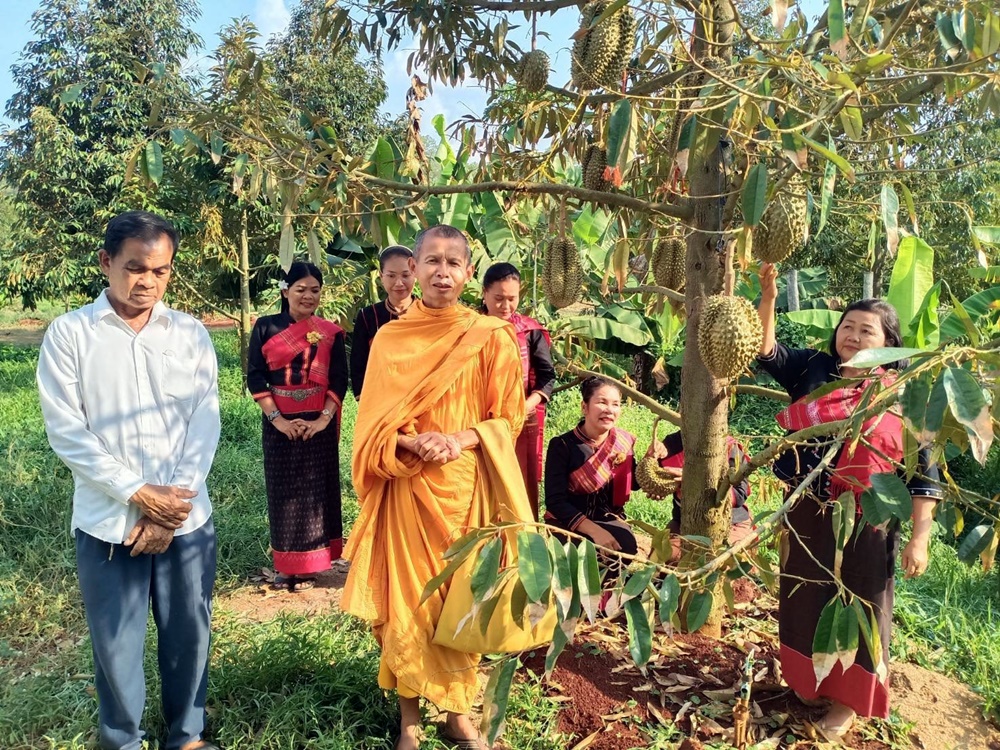 เจ้าอาวาสวัดสำโรงเกียรติผุดไอเดีย!! “ปลูกทุเรียนภูเขาไฟ” รอบโบถส์ สวดมนต์-รดน้ำปาฏิโมกข์ทุกวันพระ 