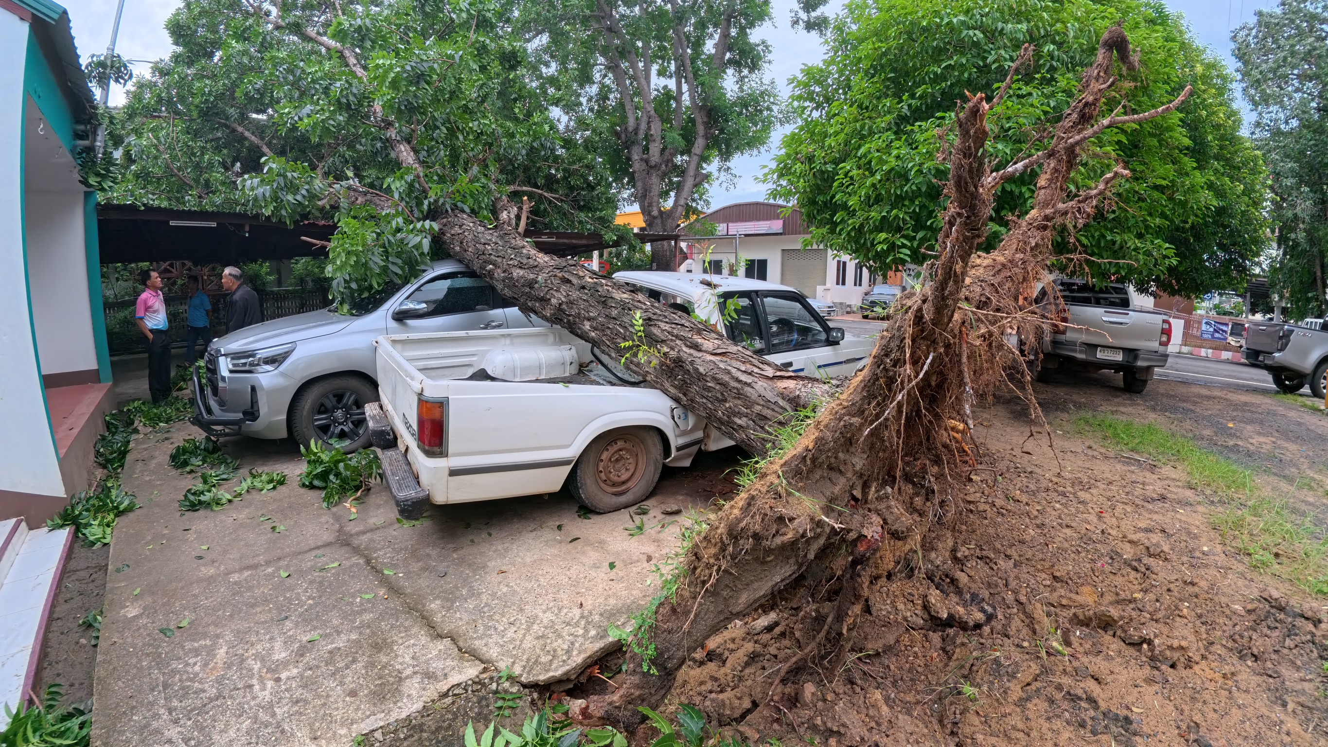 ยโสธรฝนตกลมพัดแรงทำให้ต้นไม้ใหญ่ล้มทับรถยนต์กระบะเสียหาย 2 คัน