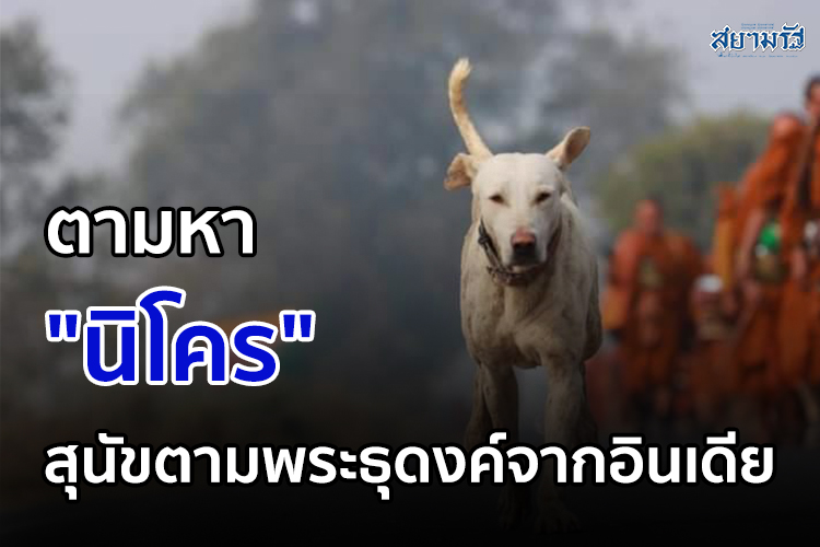 ตามหา "นิโคร" สุนัขตามพระธุดงค์จากอินเดีย หลงก่อนสงกรานต์ พิกัดสุดท้าย พบที่ อ.ชุมพลบุรี จ.สุรินทร์