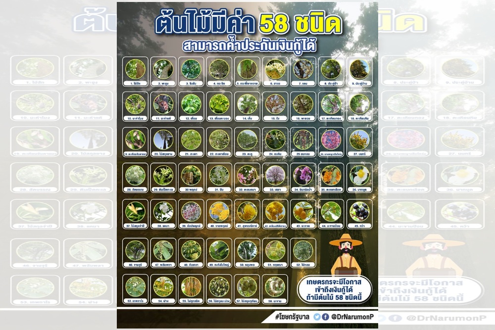 รบ.ไฟเขียว ไม้ยืนต้นที่มีมูลค่าทางเศรษฐกิจ เป็นหลักประกันเงินกู้ได้