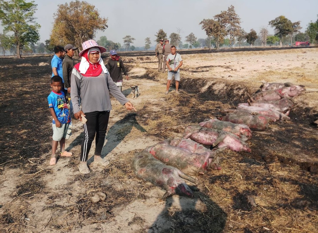 อนาถไฟลามทุ่งเผาฟารม์หมู12ตัวพร้อมเจ้าของ