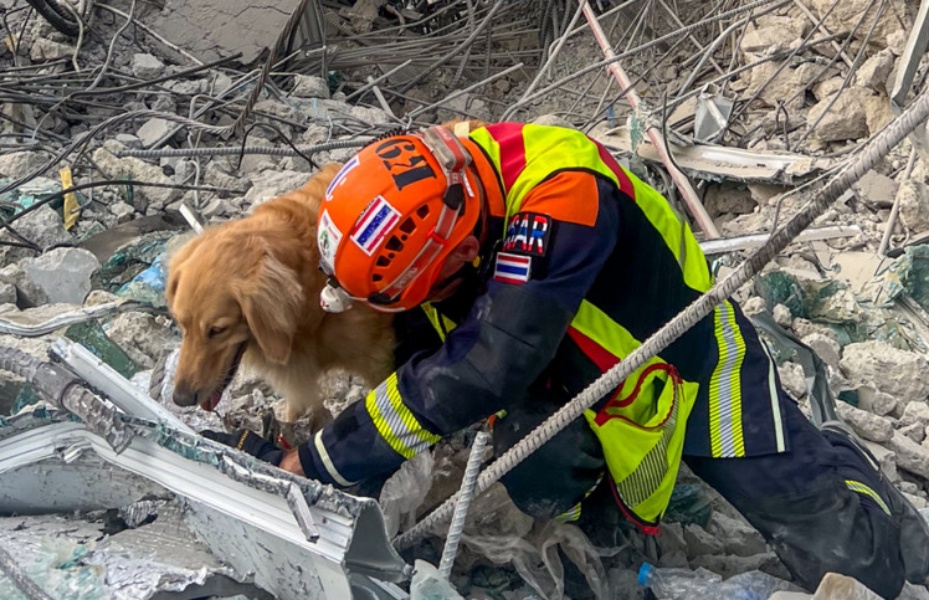 ‘ซาฮารา’ สุนัข K9 เห่าส่งสัญญาณบริเวณรอยต่อ A -D บ่งชี้ว่า มีผู้สูญหายติดค้าง จนท.เร่งใช้เครื่องจักรหนักค้นหา