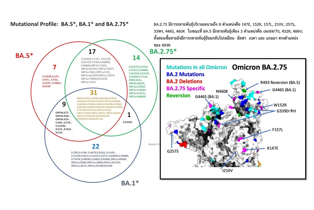 "ศูนย์จีโนมฯ" เผยโอไมครอนสายพันธุ์ย่อยใดน่ากังวลที่สุด พบ BA.2.38 ในไทยอย่างน้อย 2 ราย