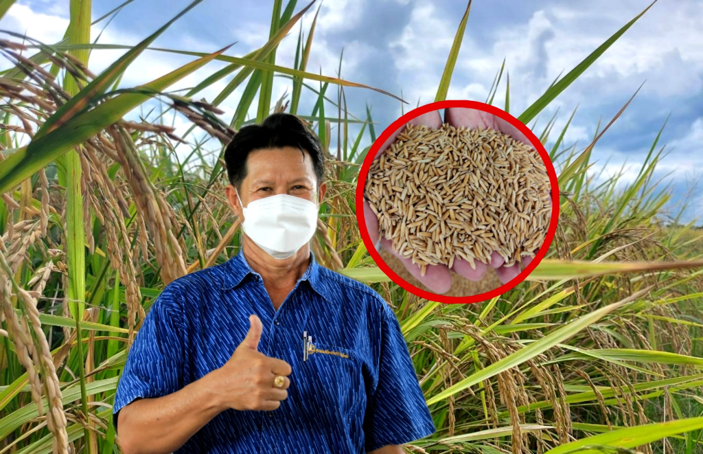 ศมข.สุโขทัย  หนุนเกษตรกรเข้าร่วมโครงการนาแปลงใหญ่ ผลิตข้าวคุณภาพ สร้างรายได้ยั่งยืน