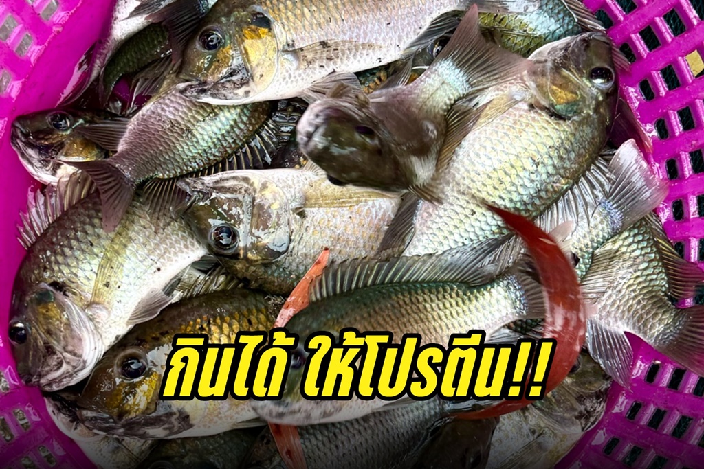 "ปลาหมอคางดำ" กินได้ ให้โปรตีน เป็นอีกวิธีช่วยกำจัดที่เห็นผล