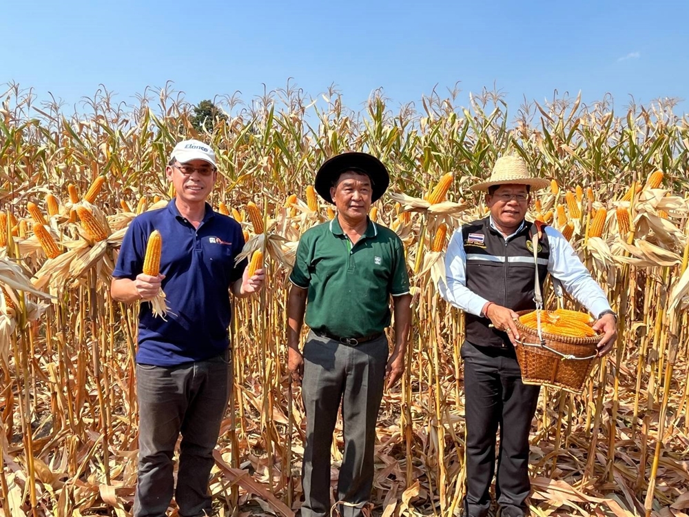 กสก. ร่วมรณรงค์สาธิตเก็บเกี่ยวข้าวโพดเลี้ยงสัตว์หลังนา จ.นครสวรรค์ 
