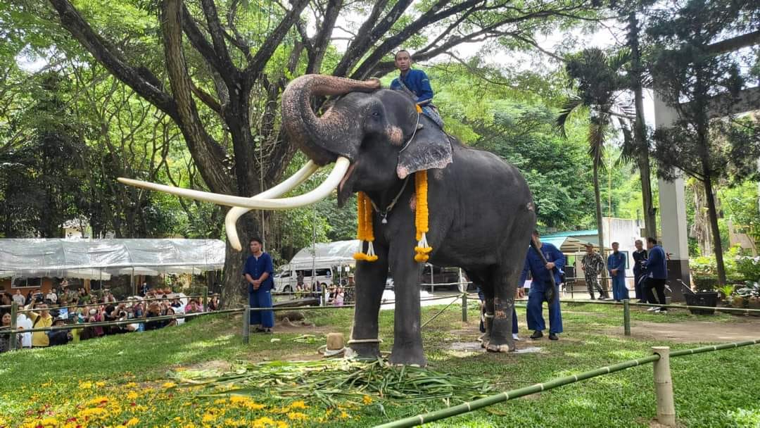 กรมอุทยานฯ-อ.อ.ป. จัดพิธี "ฮ้องขวัญพลายศักดิ์สุรินทร์" รับขวัญสะเดาะเคราะห์ สืบชะตา