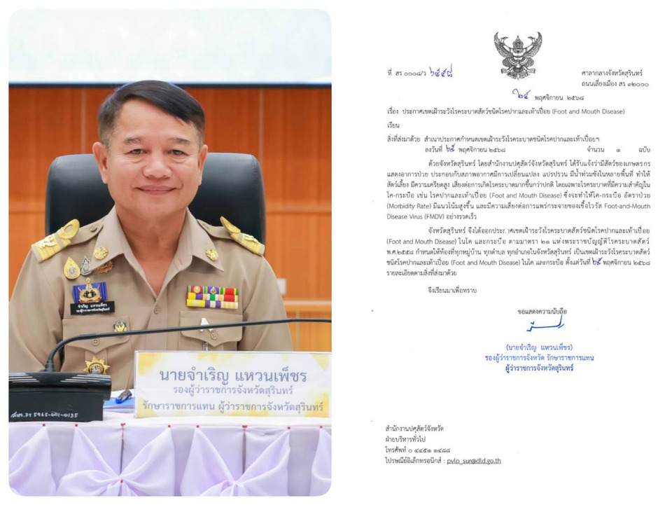 สุรินทร์ประกาศเฝ้าระวังโรคปาก-เท้าเปื่อยสัตว์ ทั้งจังหวัด เร่งเยียวยาเกษตรกร หลังวัว-ควายล้มตาย 