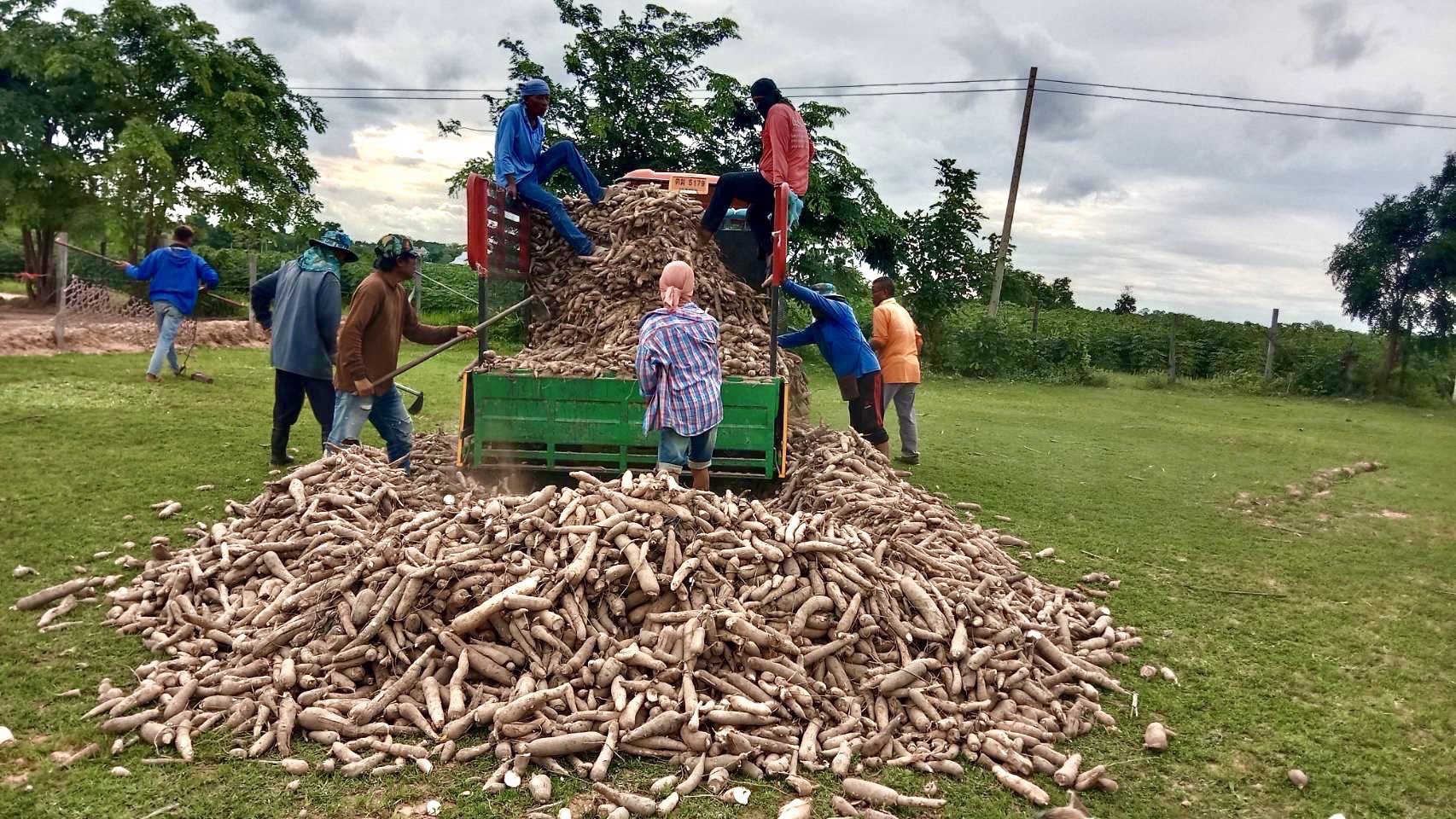 เกษตรกรไร่มันสำปะหลังวอนช่วยเหลือรับซื้อมัน 1.5 บาท ดีกว่าต้องเอาไปทิ้ง