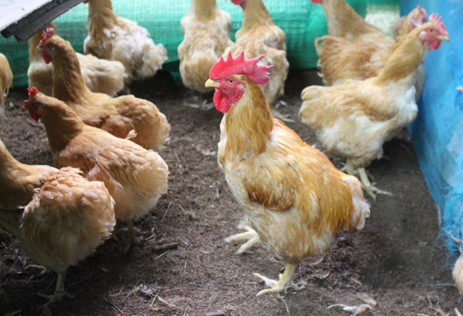 ‘ไก่เบตง’ ยอดขายพุ่ง หลังกลายเป็น1ในเมนูต้อนรับผู้นำ APEC