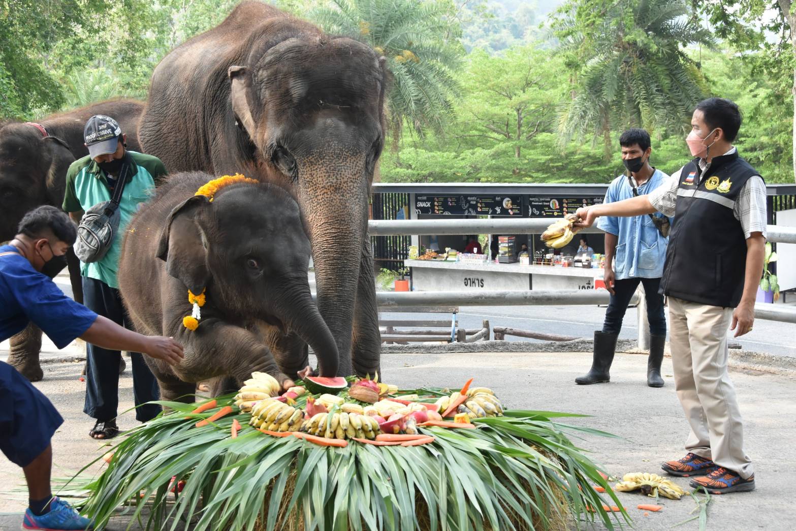 สวนสัตว์เปิดเขาเขียวเปิดตัวสมาชิกใหม่ 'ลูกช้างน้อย' ต้อนรับวันช้างไทย    