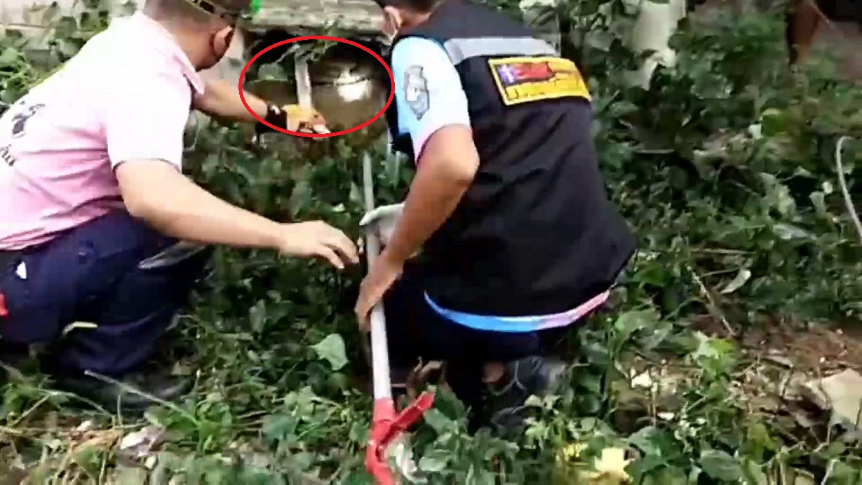 กู้ชีพไม้ขมสะเดาจับงูเห่าเลื้อยซุกใต้ศาลพระภูมิยาวกว่า 1 เมตร