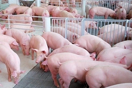ผู้เลี้ยงหมูชี้อากาศแปรปรวน ทำเกษตรกรมีต้นทุนเพิ่ม ขอความเข้าใจราคาสุกรขายได้ต่ำกว่าทุน 