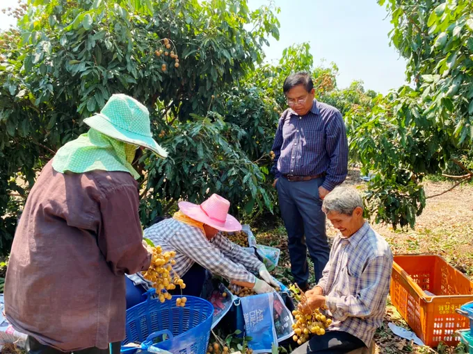 สหกรณ์บุรีรัมย์ ส่งเสริมตลาดกลุ่มเกษตรกรทำสวนโคกมะม่วง ปลูกผลไม้ พืชผักขาย สร้างรายได้ปีละกว่า 3 ล้าน
