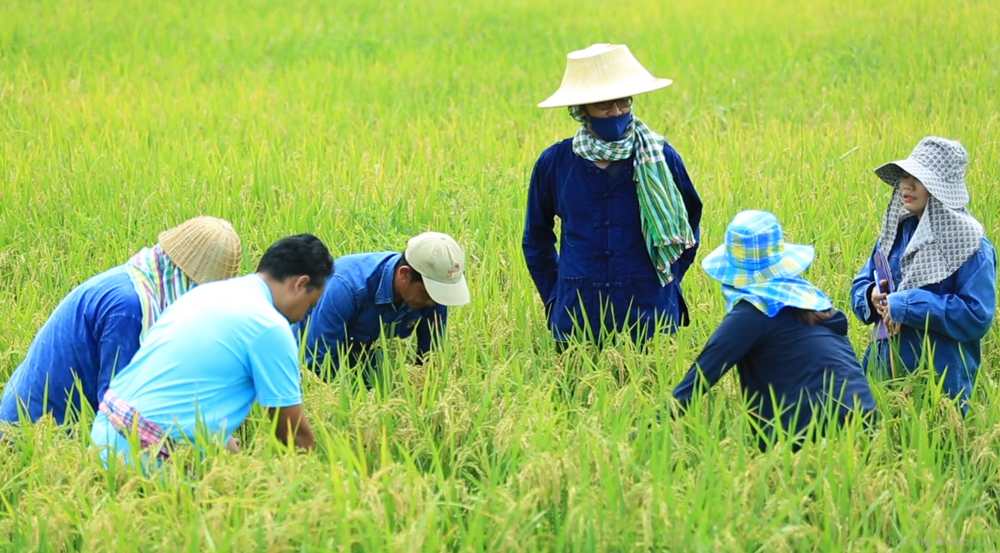 ศูนย์เมล็ดพันธุ์ข้าวสุราษฎร์ฯ  มั่นใจเมล็ดพันธุ์ข้าวมีคุณภาพ ผ่านการตรวจสอบทุกขั้นตอน พร้อมส่งถึงมือชาวนาไทย