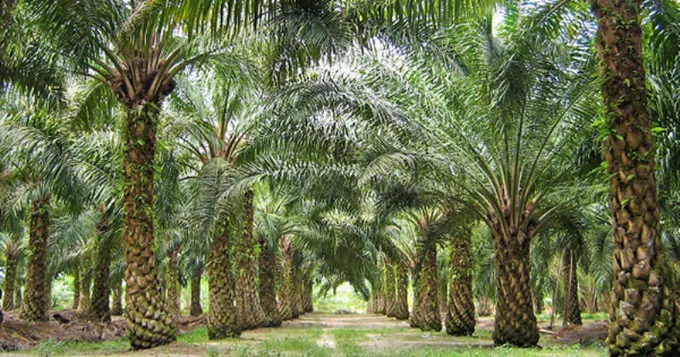 USDA คาดครึ่งปีหลัง ผลผลิตพืชน้ำมันโลกมีแนวโน้มเพิ่มขึ้น กระทบราคาน้ำมันปาล์มในตลาดโลกลดลง  
