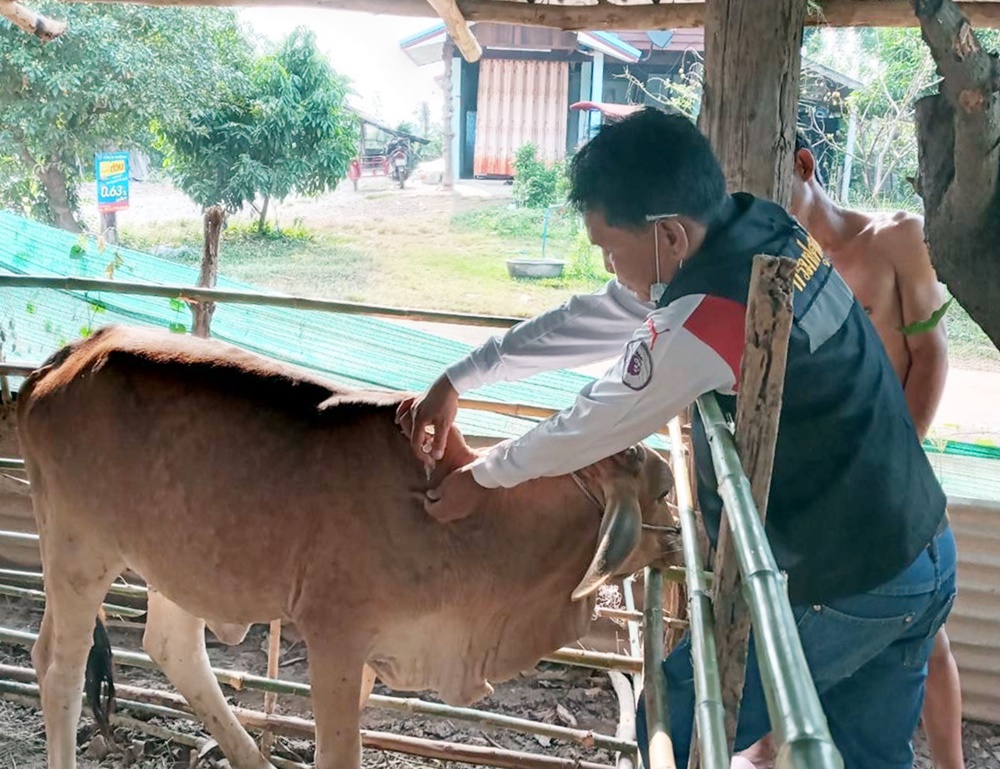 อย่าตระหนก!! ยันมีมาตรการพร้อมรับมือโรคปากและเท้าเปื่อย 