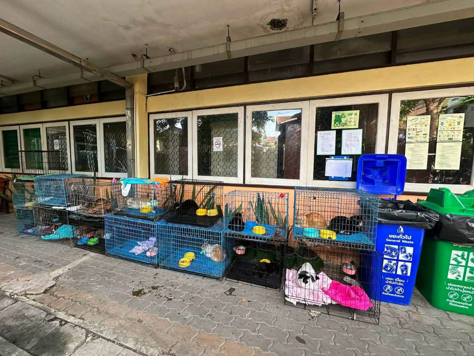 กทม.ประกาศหาบ้านใหม่! เปิดรับผู้อุปการะแมว 17 ชีวิต รอดไฟไหม้บ้านย่านสำเหร่
