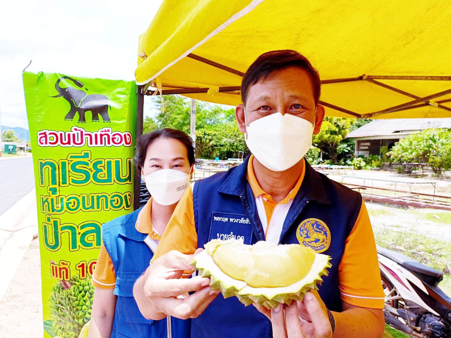1 ปีมีครั้งเดียว นอภ.หัวหิน ชวนชิมทุเรียน GI ในงานมหกรรมผลไม้และของดีป่าละอู ครั้งที่ 11