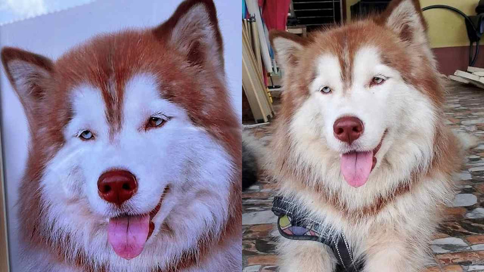 TSPCA ไว้อาลัย "น้องมอลลี่" ประณามผู้กระทำผิด