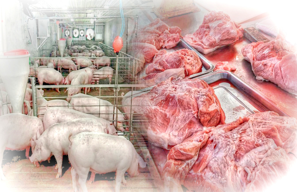 "กลไกตลาดเสรี" คือทางออก ช่วยคลายทุกข์เกษตรกร รับภาระต้นทุนเลี้ยงหมูพุ่ง น้ำมัน ไฟฟ้า ปรับราคาซ้ำเติม