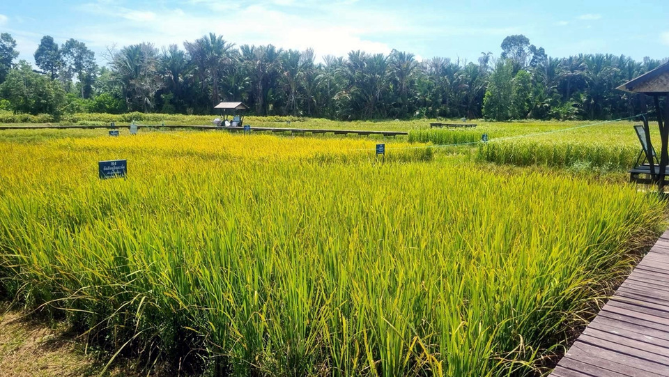 ศูนย์วิจัยข้าวปัตตานีลุยพัฒนาข้าวทนดินเปรี้ยว หนุนซีบูกันตัง–หอมกระดังงา 59