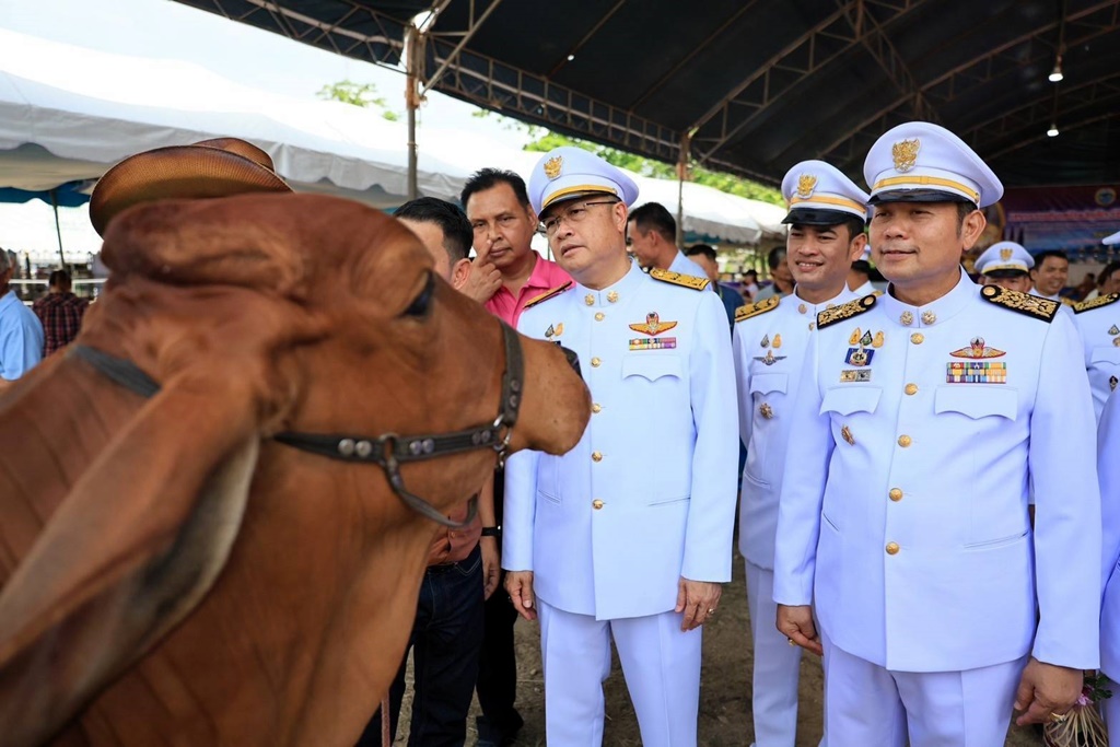 พังงาจัดกิจกรรมการประกวดโคเนื้อภาคใต้ ครั้งที่ 6 ชิงถ้วยพระราชทาน 